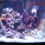 75 gallons saltwater fish tank (mostly fish, little/no live coral) - 54g corner