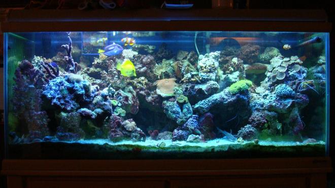 75 gallons reef tank (mostly live coral and fish) - 75g reef