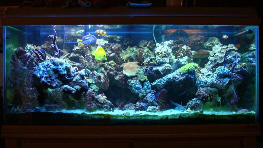 Rated #54: 75 Gallons Reef Tank - 75g reef