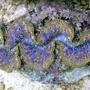 corals inverts - tridacna maxima - maxima clam stocking in 1500 gallons tank - Tridacna Maxima from Tahiti 7"