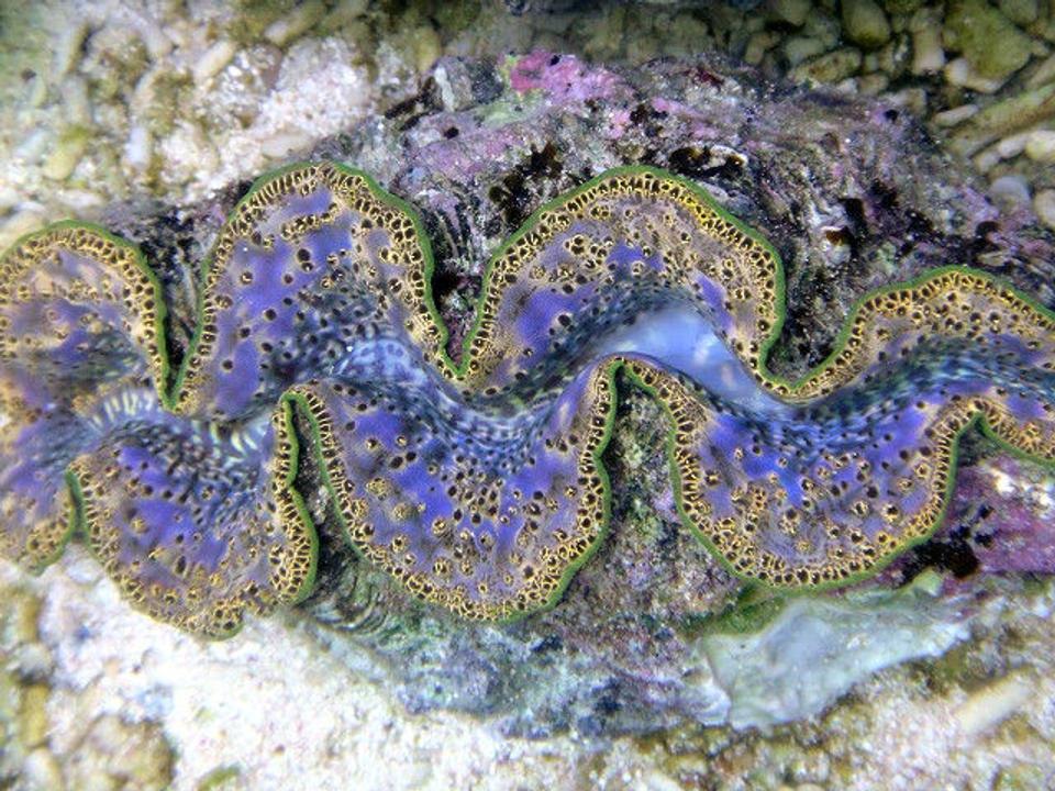 corals inverts - tridacna maxima - maxima clam stocking in 1500 gallons tank - Tridacna Maxima from Tahiti 7"