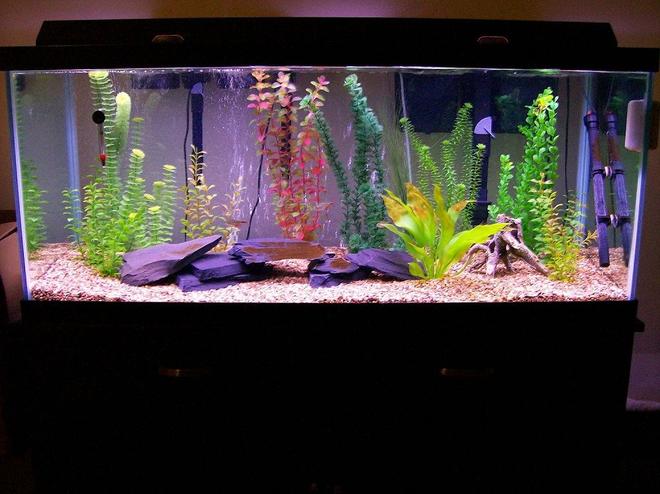 75 gallons freshwater fish tank (mostly fish and non-living decorations) - 75g rectangle tank. 9 Buenos Aires Tetra. Filter Emperor 400  2 Penguin 150''s Established April 2009