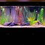 fish tank picture - 75g rectangle tank. 9 Buenos Aires Tetra. Filter: Emperor 400 & 2 Penguin 150's Established April 2009
