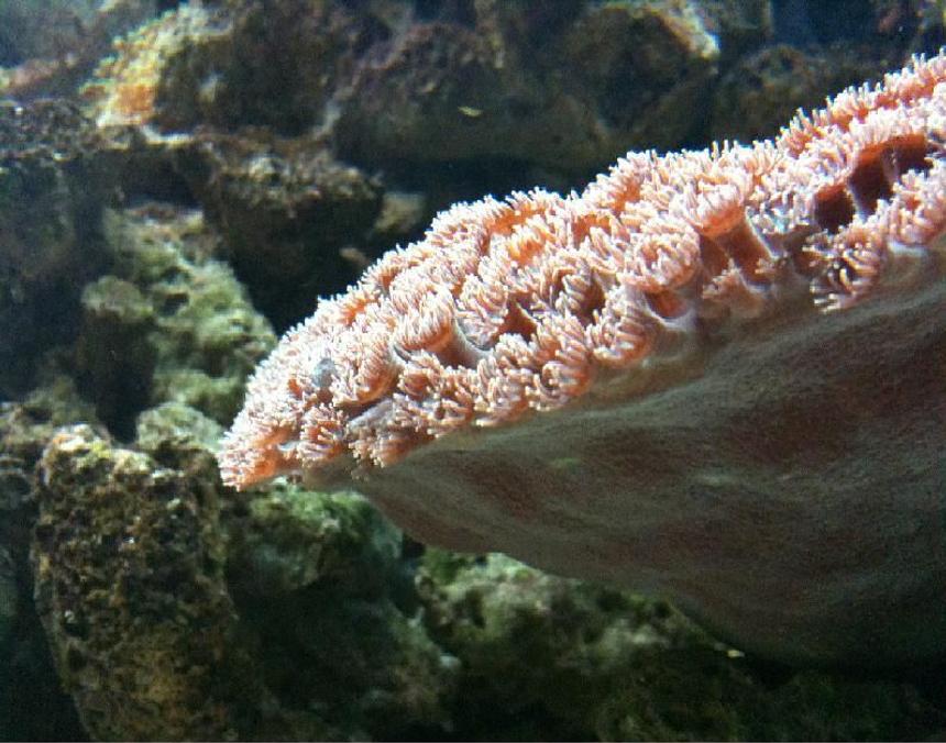 Rated #16: Corals Inverts - Duncanopsammia Axifuga - Duncanopsammia Coral Stocking In 125 Gallons Tank - Moon coral great pic i rescued this one from the grave when i took it it was all white and had no polyp extention at all now its one of my show pieces