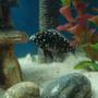 freshwater fish - tropheus duboisii - duboisi cichlid stocking in 20 gallons tank - duboisi fry