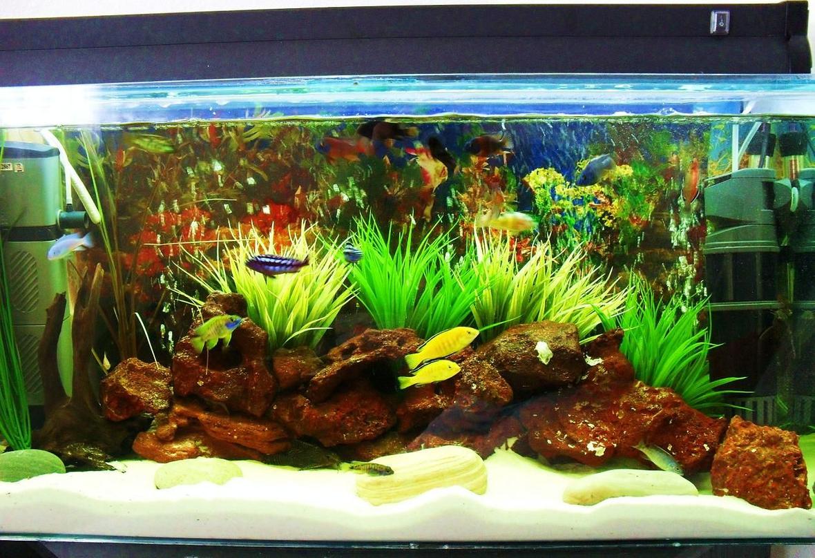 20 gallons freshwater fish tank (mostly fish and non-living decorations) - under construction 2