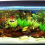 20 gallons freshwater fish tank (mostly fish and non-living decorations) - under construction 2