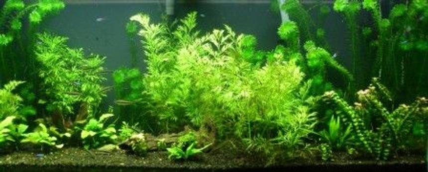 Rated #71: 75 Gallons Planted Tank - 1 year old tank.
