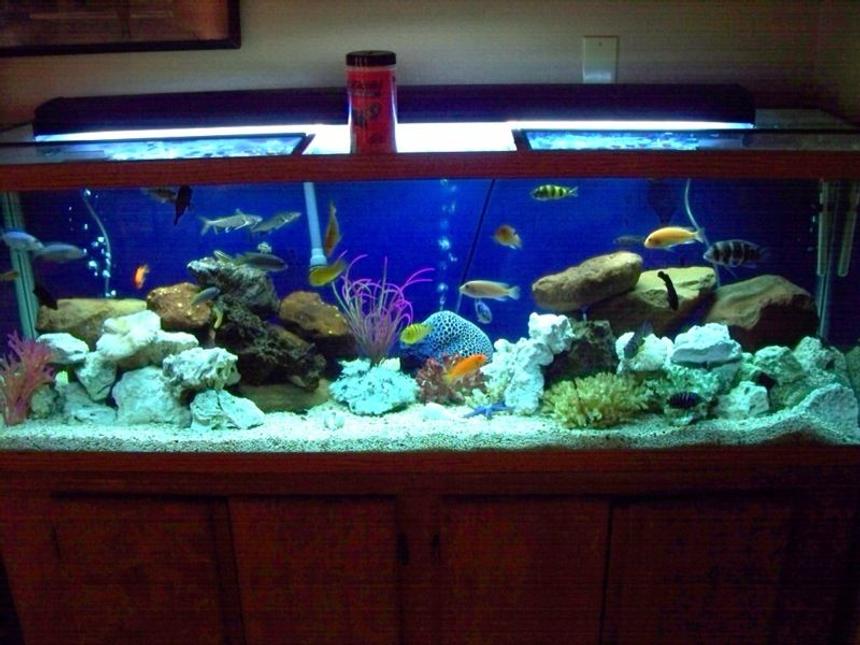 Rated #85: 125 Gallons Freshwater Fish Tank - Cichlid's