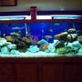 125 gallons freshwater fish tank (mostly fish and non-living decorations) - Cichlid's
