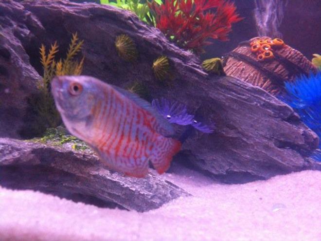 freshwater fish - colisa lalia - neon blue dwarf gourami stocking in 36 gallons tank - Neon Blue Dwarf Guarami.