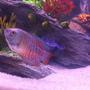 freshwater fish - colisa lalia - neon blue dwarf gourami stocking in 36 gallons tank - Neon Blue Dwarf Guarami.