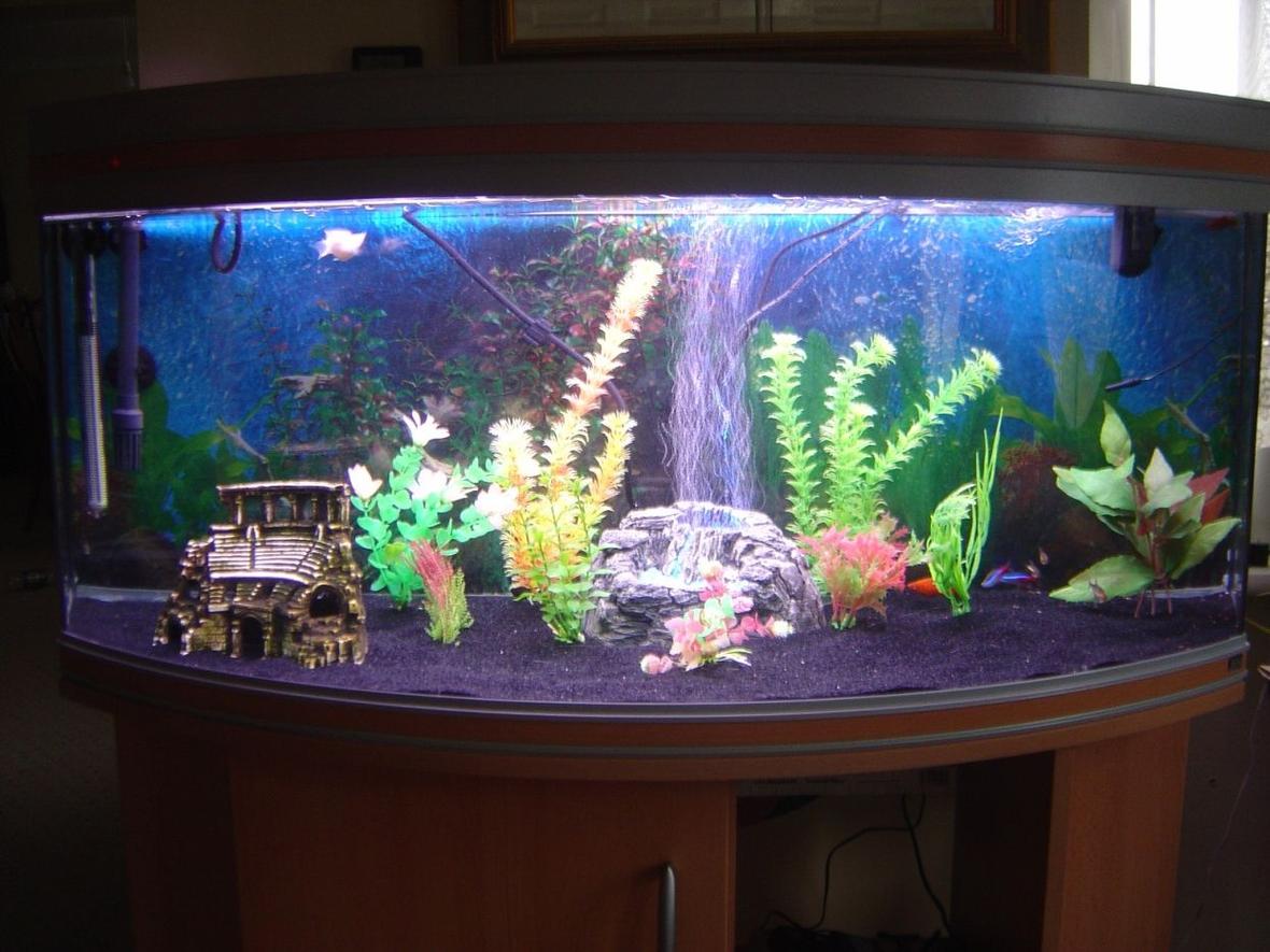 32 gallons freshwater fish tank (mostly fish and non-living decorations) - Main pic from the front, (recently cleaned :))