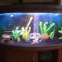 32 gallons freshwater fish tank (mostly fish and non-living decorations) - Main pic from the front, (recently cleaned :))