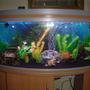 fish tank picture - Addition pic 1
