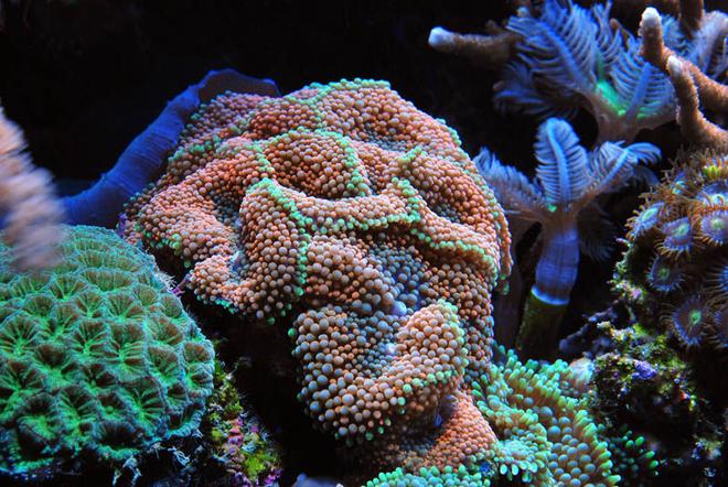 corals inverts - ricordea florida - ricordea mushroom, gold/orange (caribbean) stocking in 125 gallons tank - Ricordia
