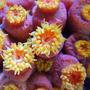 corals inverts - tubastrea faulkneri - orange sun coral stocking in 125 gallons tank - Sun coral