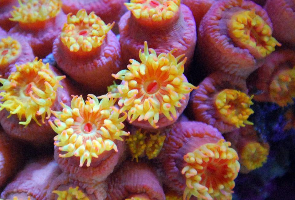 corals inverts - tubastrea faulkneri - orange sun coral stocking in 125 gallons tank - Sun coral