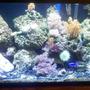 20 gallons reef tank (mostly live coral and fish) - my first saltwater tank