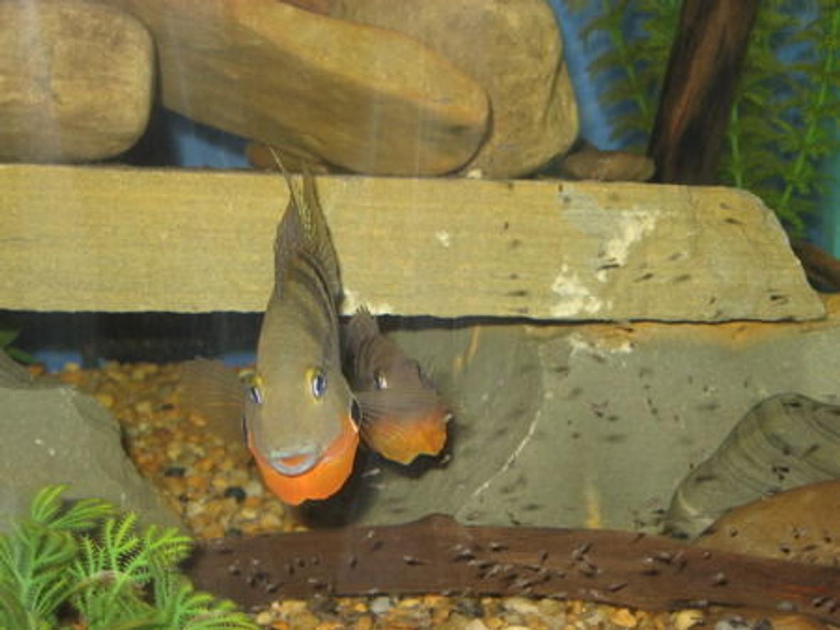 freshwater fish - thorichthys meeki - firemouth cichlid stocking in 75 gallons tank - Firemouth Cichlid Parents protecting young fry from my finger.