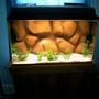 55 gallons freshwater fish tank (mostly fish and non-living decorations) - New DIY 3d background