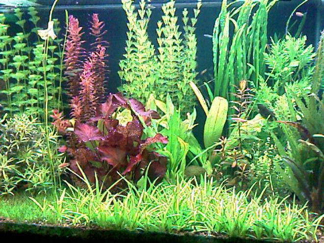 52 gallons planted tank (mostly live plants and fish) - This is my planted tank 200 liter
