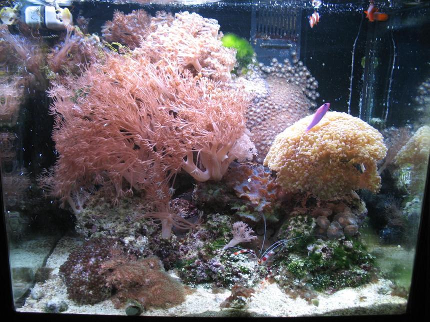 Rated #91: 34 Gallons Reef Tank - Red Sea Max