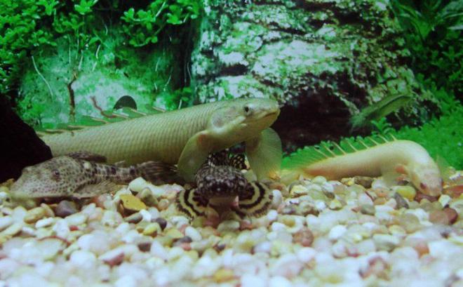 freshwater fish - polypterus senegalus - cuvier bichir stocking in 1200 gallons tank - the polypterus enjoying the tank