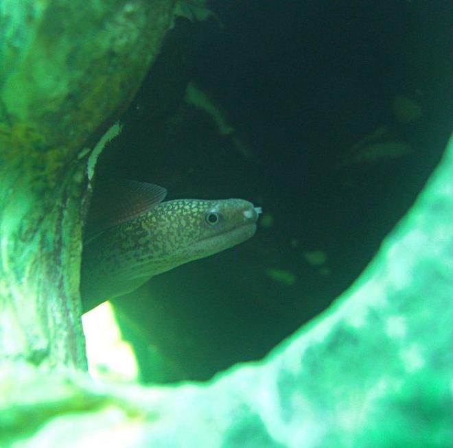 freshwater fish - echidna rhodochilus - freshwater moray eel stocking in 1200 gallons tank - Freshwater moray eel in a 120 gallon fully freshwater tank