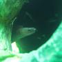 freshwater fish - echidna rhodochilus - freshwater moray eel stocking in 1200 gallons tank - Freshwater moray eel in a 120 gallon fully freshwater tank