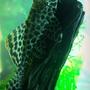 freshwater fish - glyptoperichthys gibbiceps - sailfin pleco (l-83) stocking in 1200 gallons tank - Gibbicep Pleco!