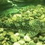 freshwater fish - glyptoperichthys gibbiceps - sailfin pleco (l-83) stocking in 1200 gallons tank - Baby spotted sailfin pleco