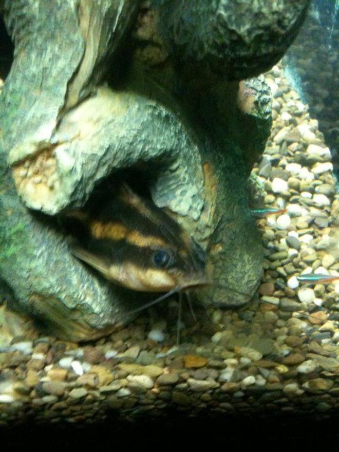 freshwater fish - platydoras costatus - striped raphael cat stocking in 1200 gallons tank - Striped raphael catfish pokin out of his statue