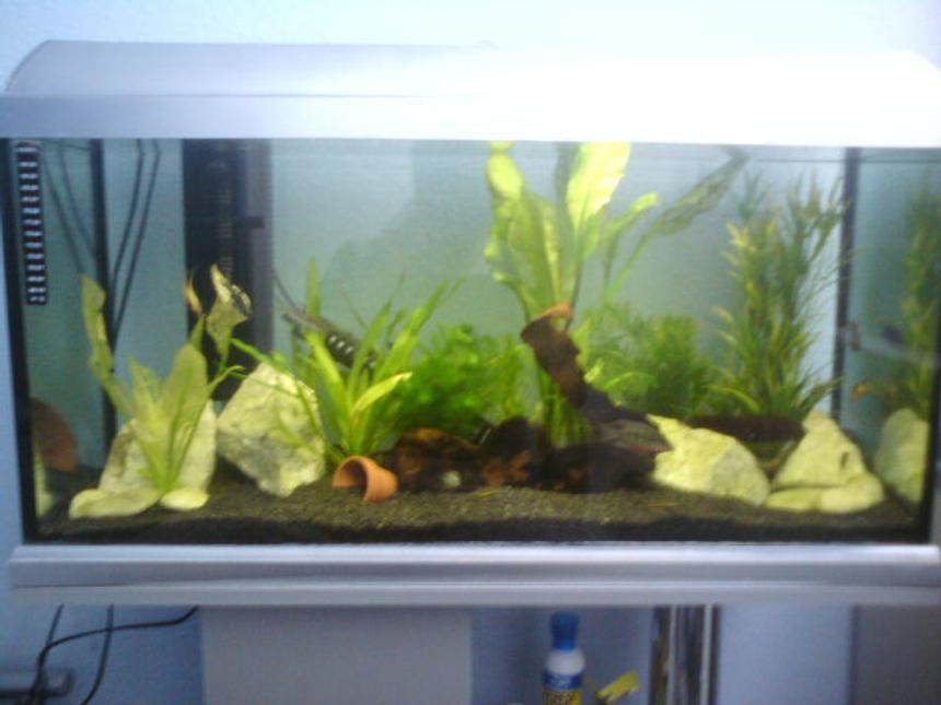 Rated #199: 26 Gallons Planted Tank - New fish and plants just been added :) any suggestion for new fish to try?