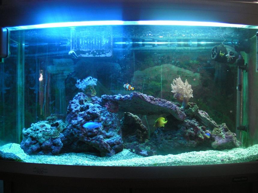 Rated #12: 46 Gallons Saltwater Fish Tank - 200 Lt Tank.
Contains:Coral beauty angelfish, Royal gramma, Banggai cardinal, Percula clown, Blue damsel, Yellowtail damsel, Mandarin, Yellow tang, Bubble-tip anemone, live rock, couple of corals.