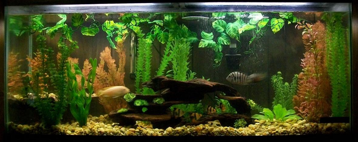 55 gallons freshwater fish tank (mostly fish and non-living decorations) - My 55 gal tank