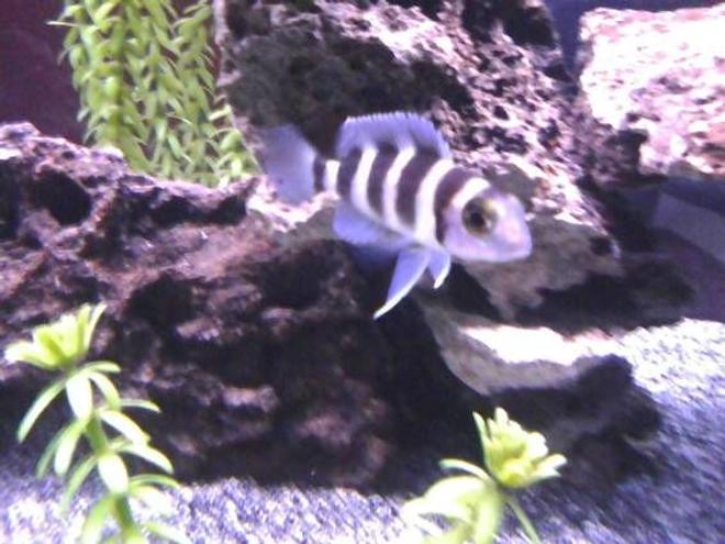 freshwater fish - lamprologus tretacephaleus - tretocephalus cichlid stocking in 75 gallons tank - Neolamprologus tretocephalus "Five Bar"