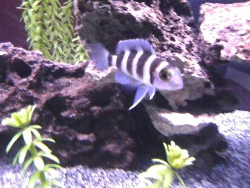 Rated #81: Freshwater Fish - Lamprologus Tretacephaleus - Tretocephalus Cichlid Stocking In 75 Gallons Tank - Neolamprologus tretocephalus "Five Bar"