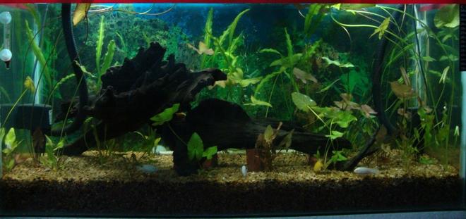 500 gallons planted tank (mostly live plants and fish) - Nature is in living room................