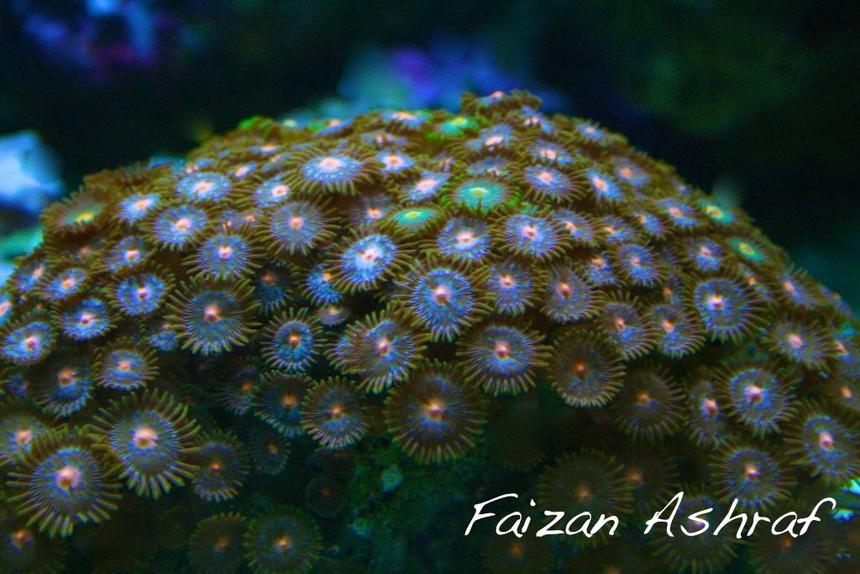 Rated #7: Corals Inverts - Zoanthus Sp. - Colony Polyp, Assorted Stocking In 150 Gallons Tank - Zoo's