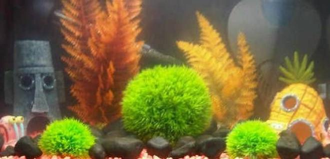 10 gallons freshwater fish tank (mostly fish and non-living decorations) - spongebob