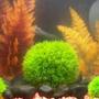 fish tank picture - spongebob