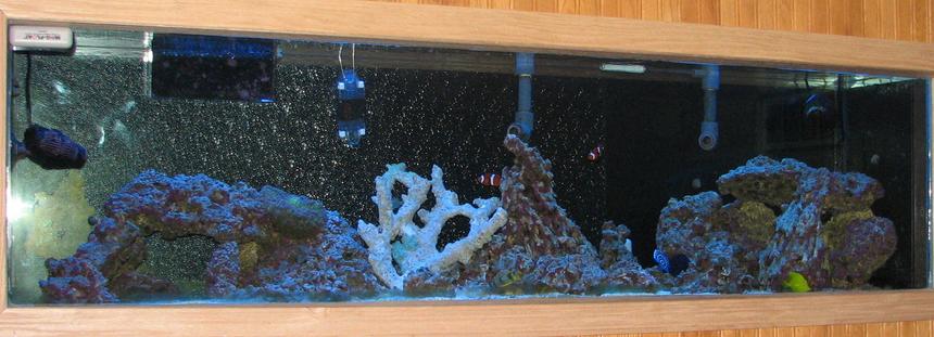 Rated #11: 125 Gallons Saltwater Fish Tank - Full tank shot