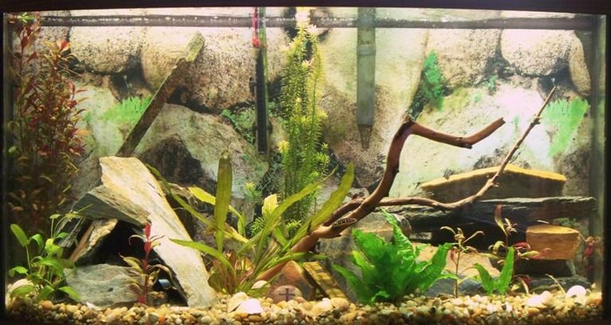 Rated #1569: 46 Gallons Planted Tank - first background on my 46 gallon.