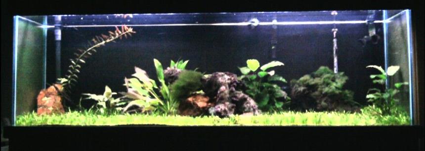Rated #104: 125 Gallons Planted Tank - 125gal. 9-month old planted tank
