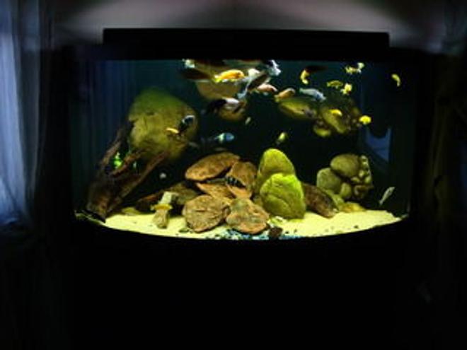 92 gallons freshwater fish tank (mostly fish and non-living decorations) - 92g Corner of Lake Malawi