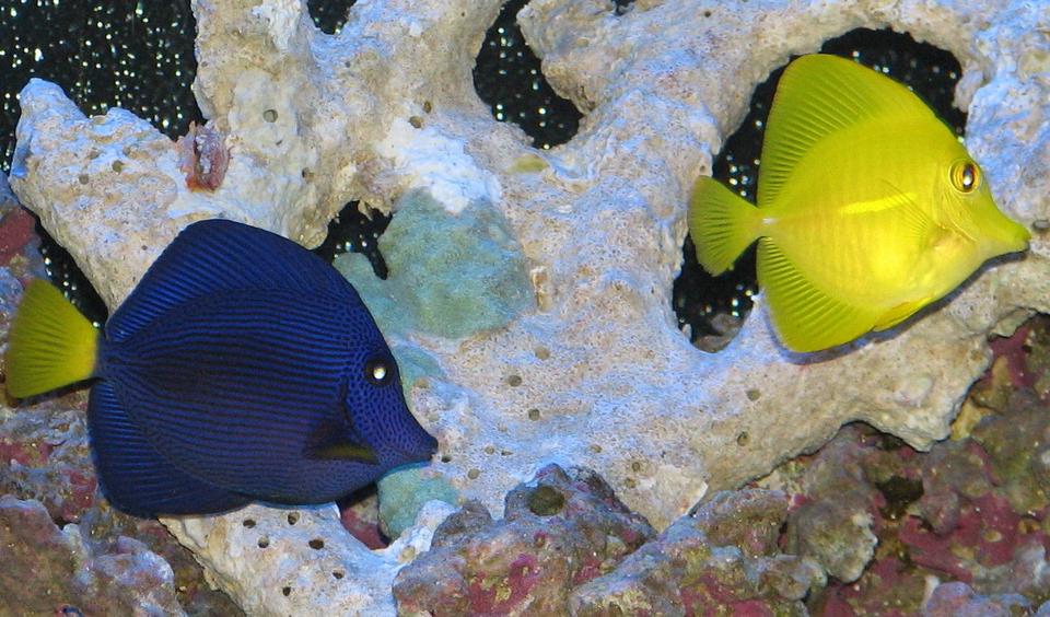 saltwater fish - zebrasoma xanthurum - purple tang stocking in 125 gallons tank - Purple and Yellow Tang