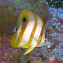 saltwater fish - chelmon rostratus - copperband butterflyfish stocking in 125 gallons tank - Copperband Butterflyfish & Green Hairy Mushroom