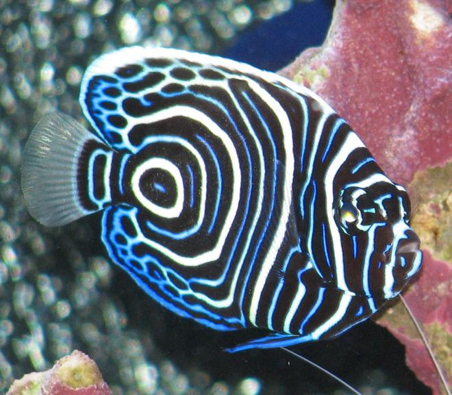 saltwater fish - pomacanthus imperator - emperor angelfish stocking in 125 gallons tank - Juvenile Emperor Angel