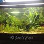 fish tank picture - My 2 1/2 feet planted
